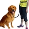 Hands Free Dog Leash/Pet Leash,  No Pull Lightweight Jogging Dog Leash with Reflective Stitching Bungee&amp;Adjusta supplier